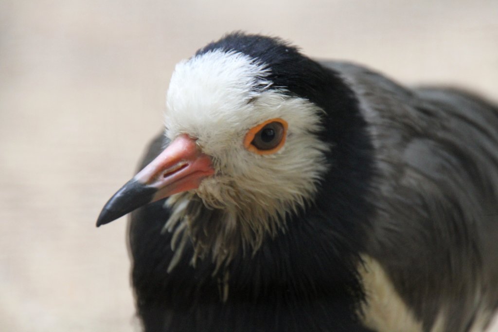 Langzehenkiebitz (Vanellus crassirostris) am 11.3.2010 im Zoo Berlin.