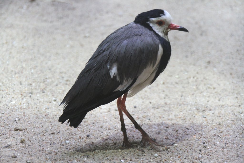 Langzehenkiebitz (Vanellus crassirostris) am 25.2.2010 im Zoo Berlin.