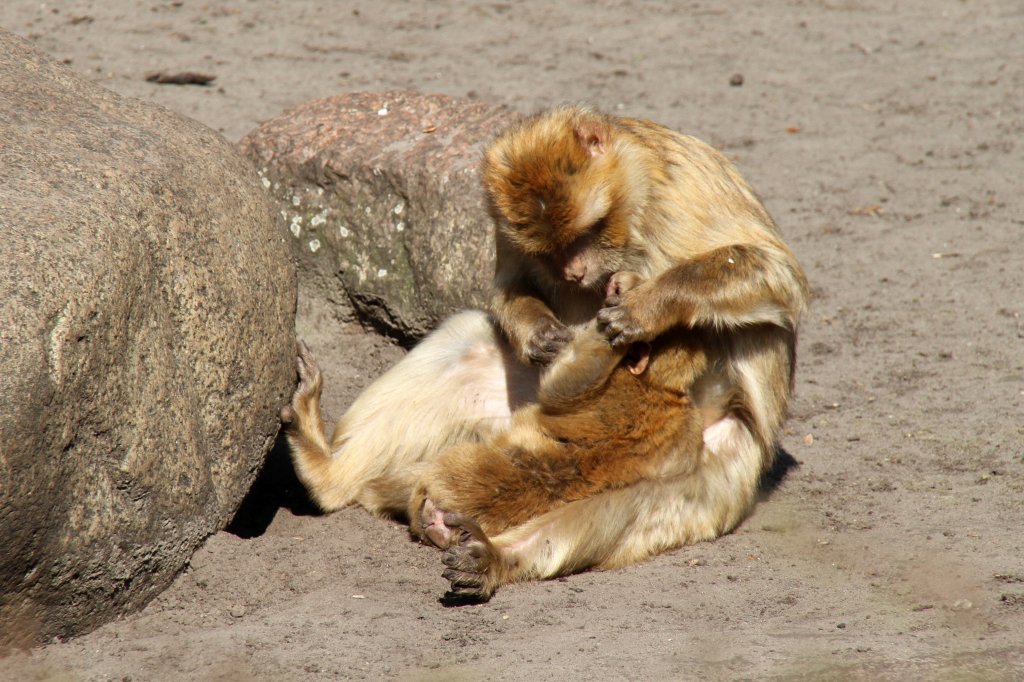 Lausende Berberaffen (Macaca sylvanus) im Tierpark Berlin.