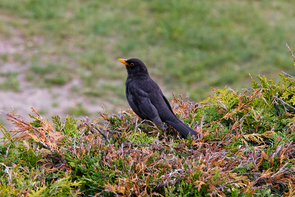 Lautstarke Amsel auf einer Hecke. - 18.05.2013