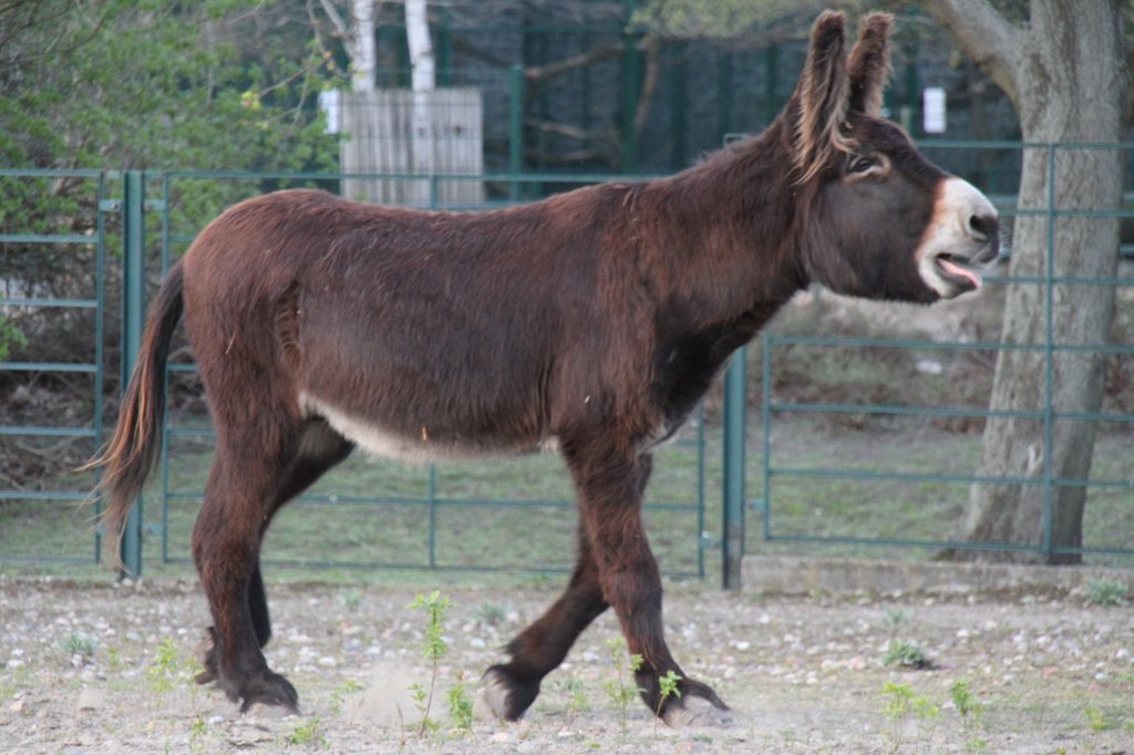 Lautstarker Poitou-Esel am 18.4.2010 im Tierpark Berlin.