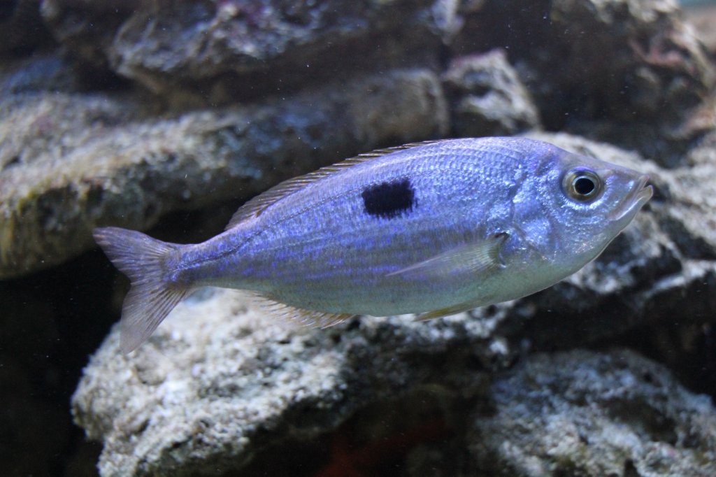 Laxierfisch (Spicara maena) am 9.2.2010 im Vivarium Karlsruhe.