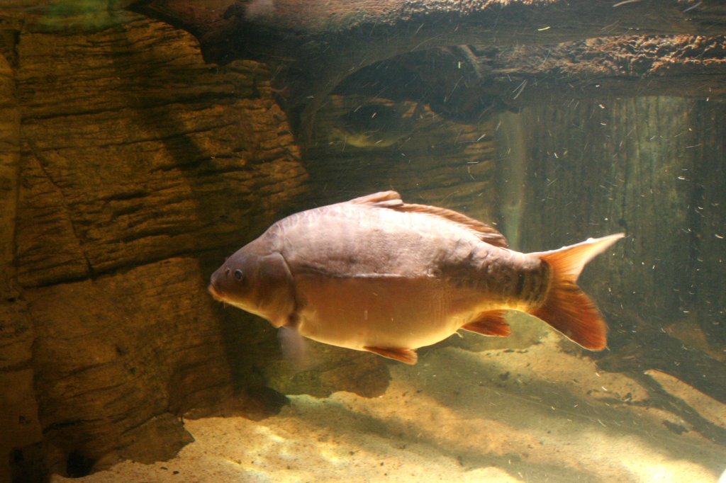 Lederkarpfen (Cyprinus carpio) am 10.1.2010 im Sea Life Berlin.