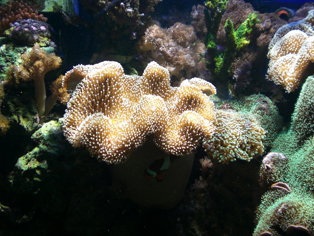 Lederkoralle, der Mittelpunkt meines Seewasseraquariums.