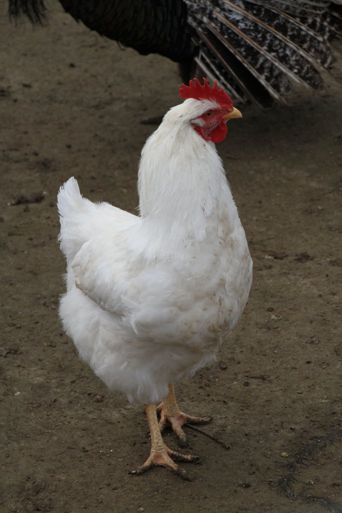 Leghorn am 14.4.2010 im Vogelpark Dielheim-Balzfeld.