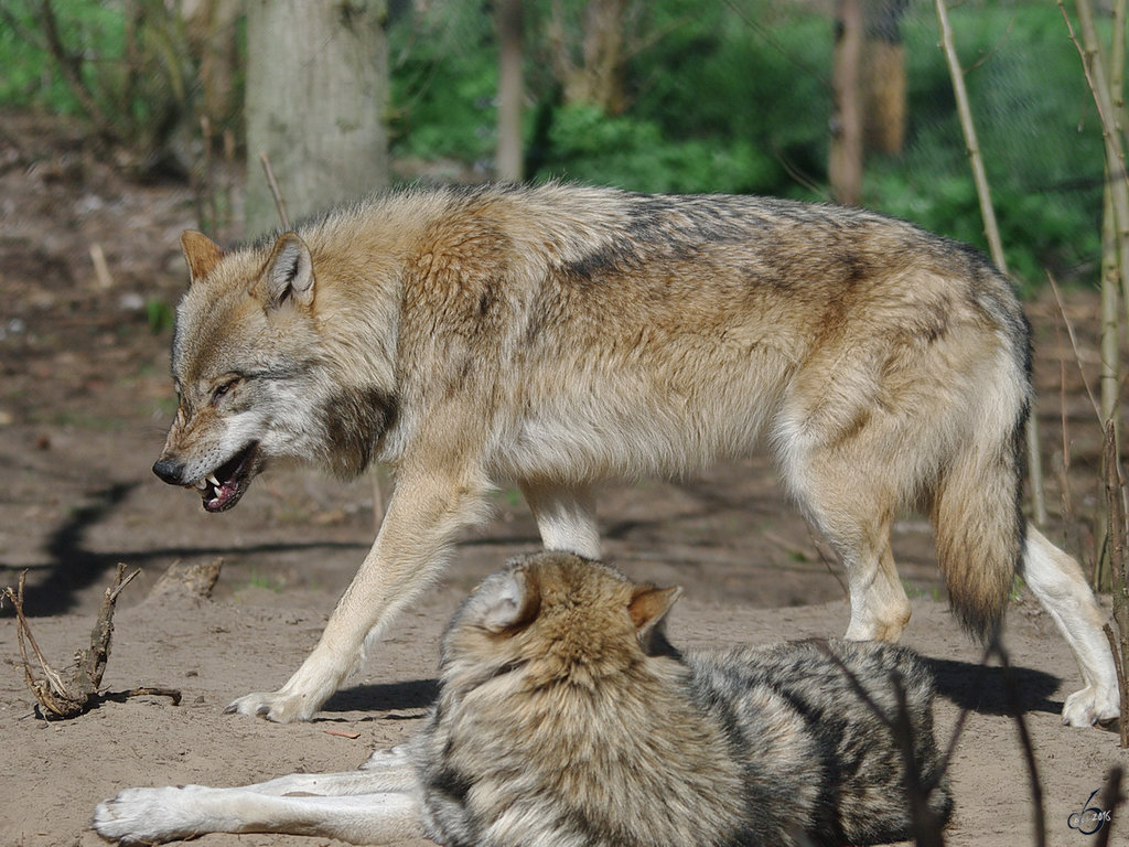 Leichte Unstimmigkeiten zwischen zwei Eurasischen Wlfen. (April 2009)