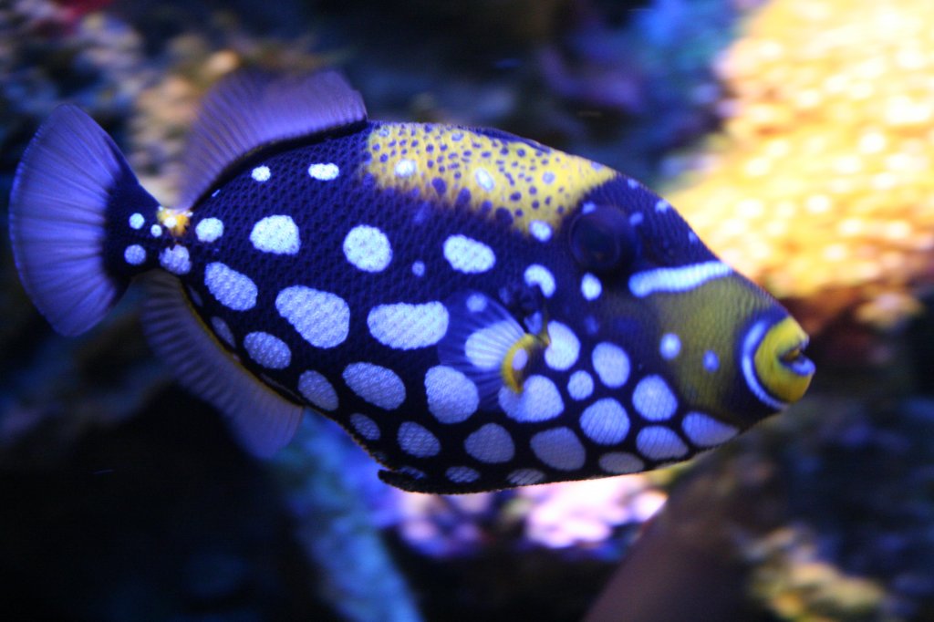 Leoparden-Drckerfisch (Balistoides conspicillum) im Aquaria Vattenmuseum im Djurgrden von Stockholm.