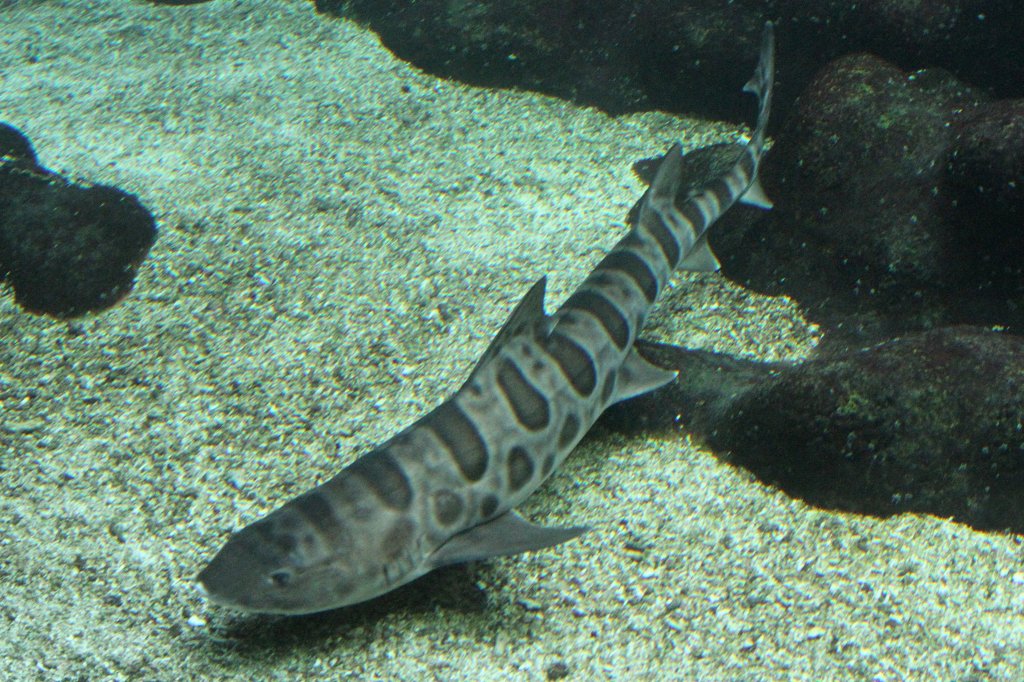 Leopardenhai (Triakis semifasciata) am 19.3.2010 im Zooaquarium Basel.