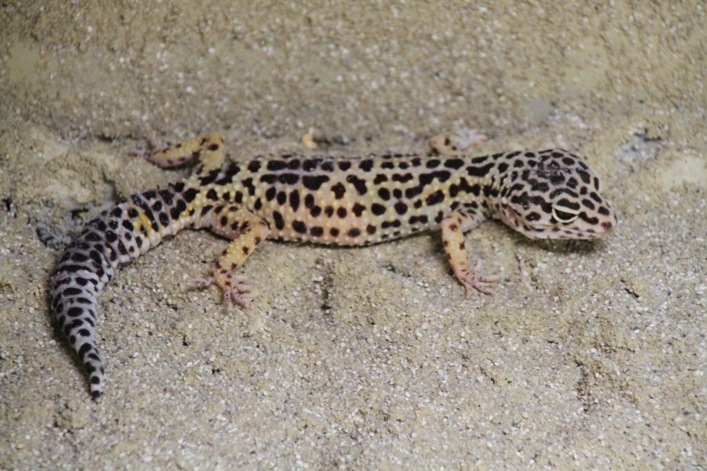 Leopardgecko (Eublepharis macularius) am 12.3.2010 im Zooaquarium Berlin.
