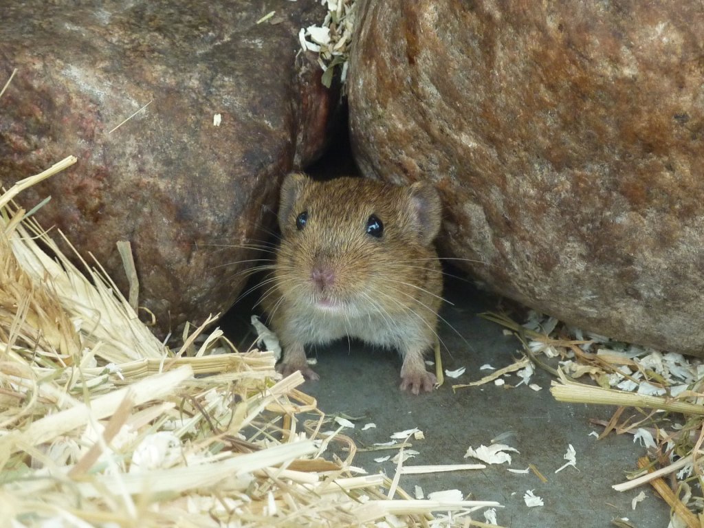 Levante-Whlmaus-Microtus socialis