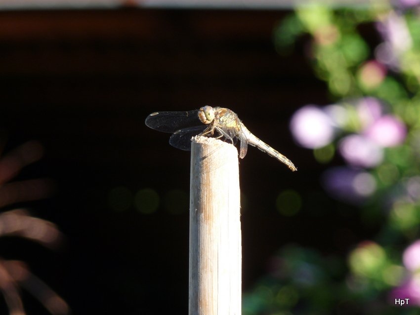 Libelle auf Stiel am 30.08.2008