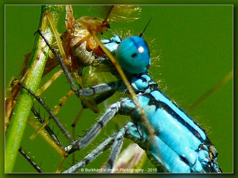 Libelle frit Insekt