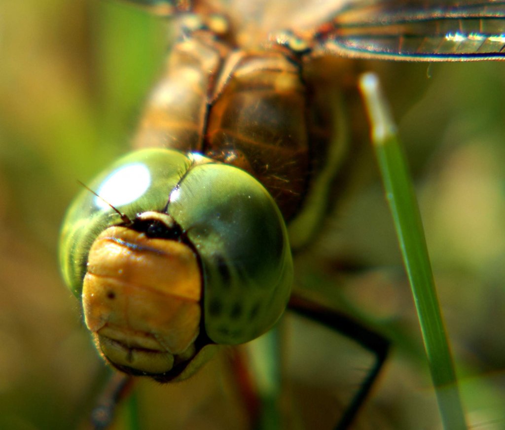 Libelle  Groer Blaupfeil 