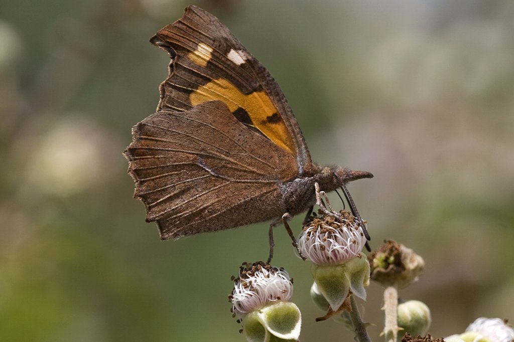Libytheidae, Z�rgelbaum Schnauzenfalter, Libythea celtis, 19.06.2007, Olot, Spanien