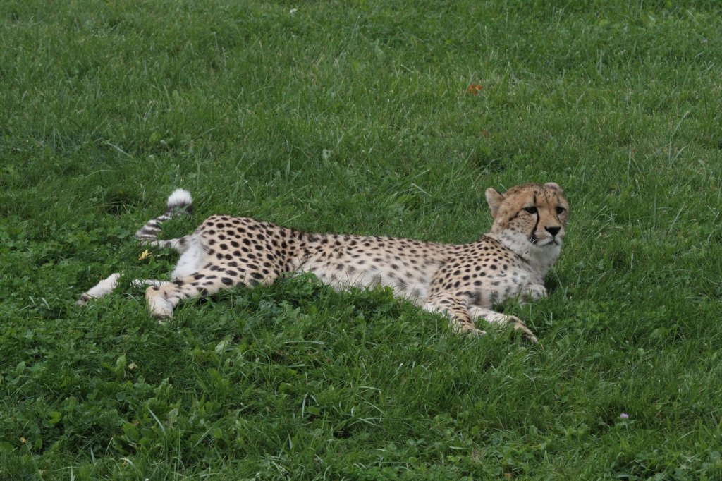 Liegender Gepard (Acinonyx jubatus) am 25.9.2010 im Toronto Zoo.