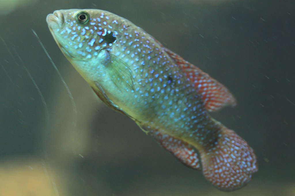 Lifalilis Buntbarsch (Hemichromis lifalili) am 26.6.2010 im Leipziger Zoo.