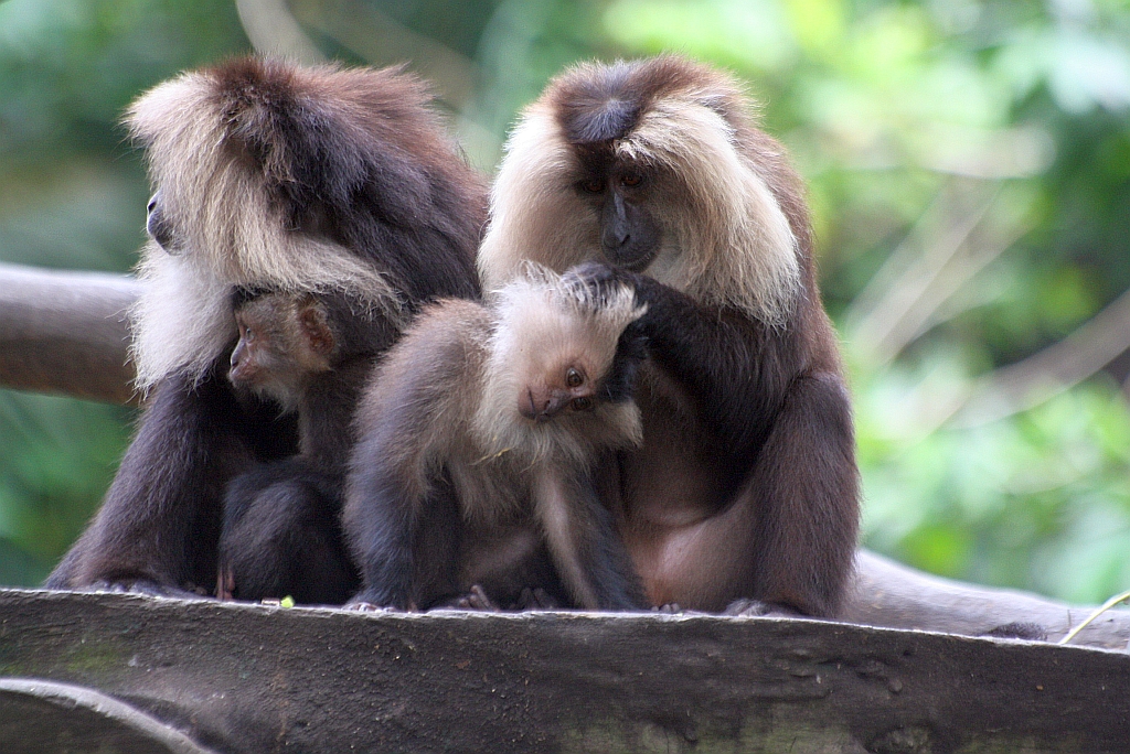 Lion-tailed Macaque (Macaca silenus), auf deutsch als Bartaffen oder Wanderus bezeichnet im Singapore Zoo am 11.Mai 2010.