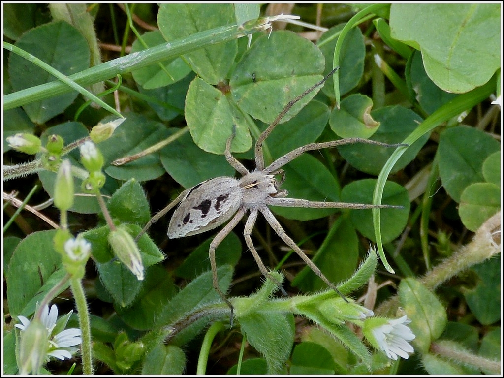 Listspinne (Pisaura mirabilis)gesehen in unserem Garten am 18.06.2013.