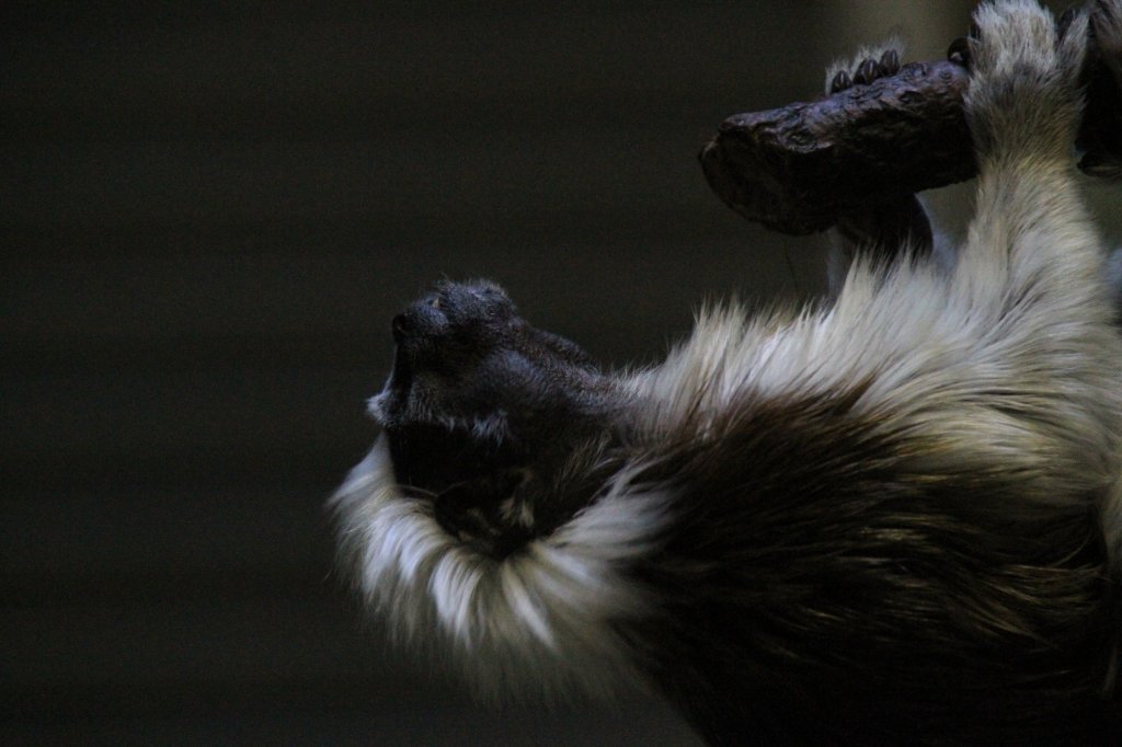 Lisztaffe (Saguinus oedipus oedipus) bei Entspannungsbungen. Zoologischer Garten Berlin am 25.2.2010. 

