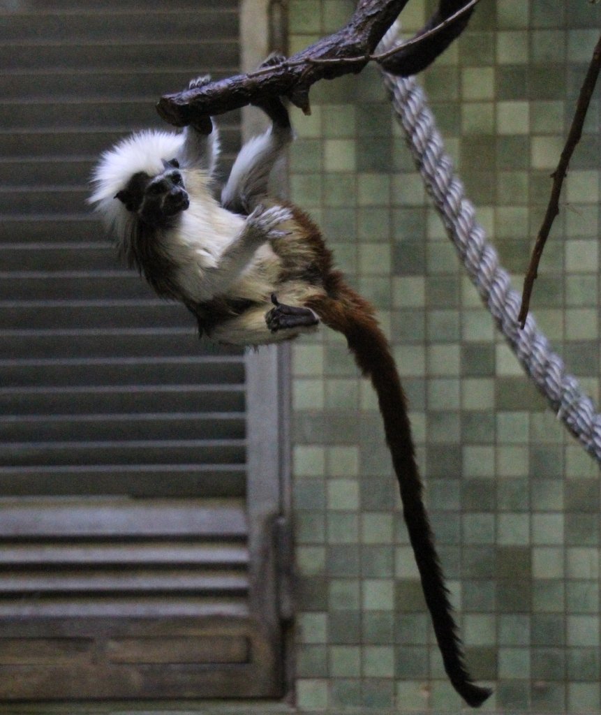 Lisztaffe (Saguinus oedipus oedipus) beim Vorfhren von Stunts. Zoologischer Garten Berlin am 25.2.2010.
 
