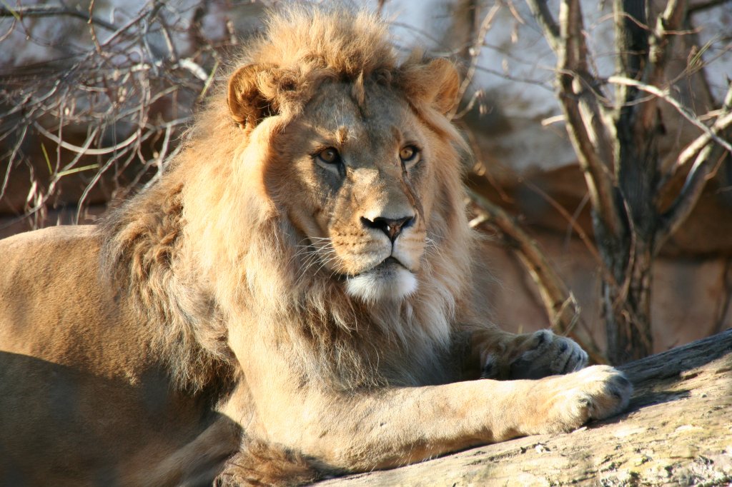 Lwe Jago geniet bei Minusgraden die Sonne am 7.12.2009 im Zoo Dresden. 
