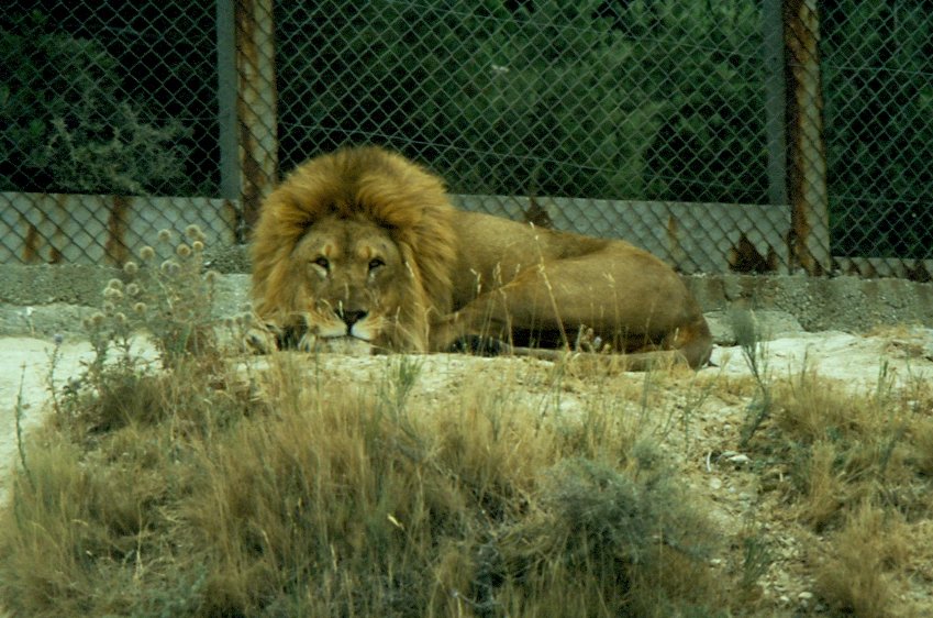 Lwe in der Rserve Africaine de Sigean in Sdfrankreich im Juli 1988