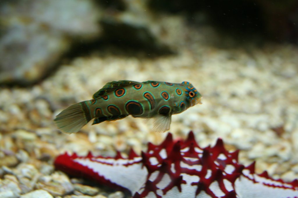 LSD-Fisch (Synchiropus picturatus) am 30.3.2008 in der Wilhelma. Fisch auf Drogen?