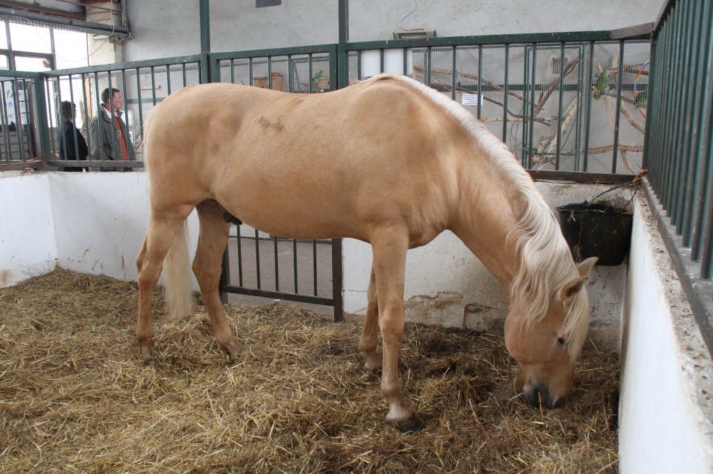 Lusitano am 2.5.2010 im Freizeitpark Memleben. Diese Rasse stammt aus Portugal.