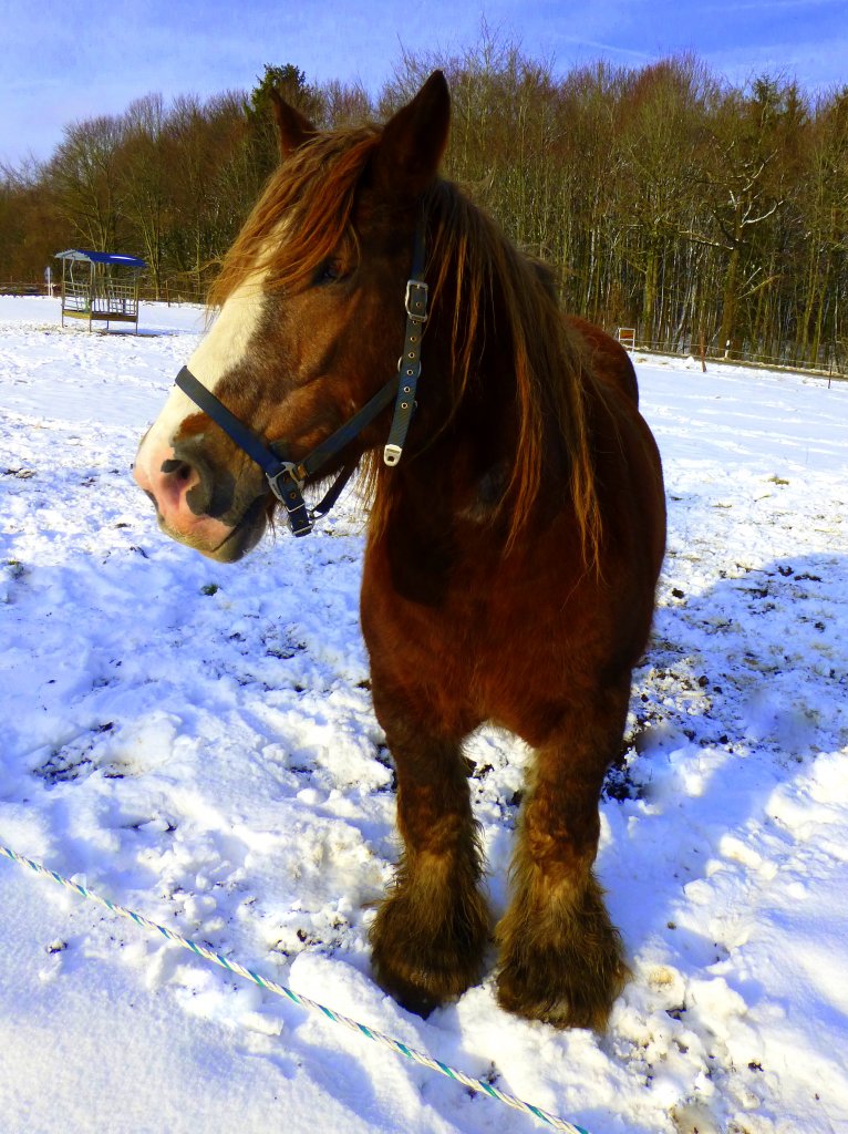 Luxemburg, Rodange, Roudenhaff, Pferde auf der verschneiten Wiese, 10.02.2013