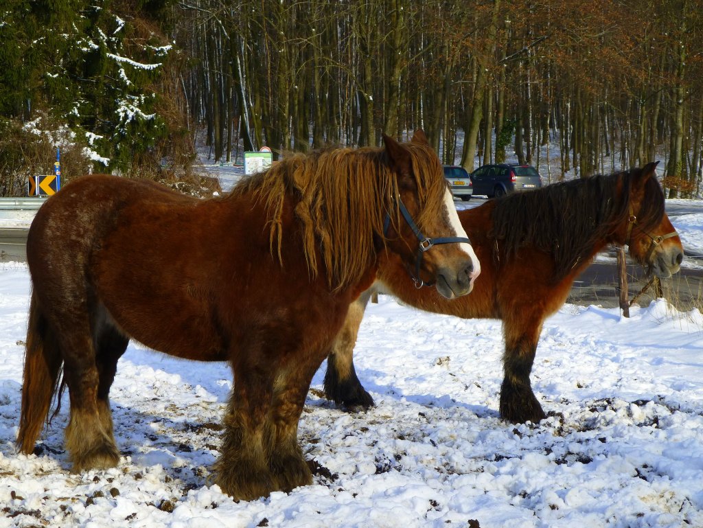 Luxemburg, Rodange, Roudenhaff, Pferde auf der verschneiten Wiese, 10.02.2013