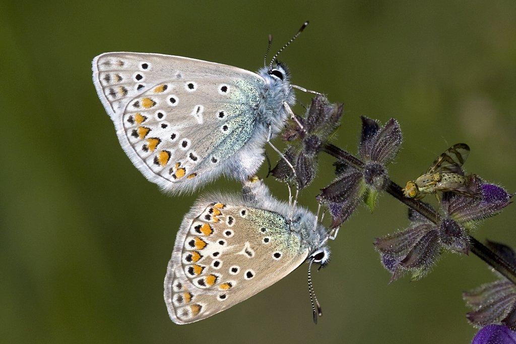 Lycaebidae,_Hauhechel Bluling, Polyommatus icarus, 16.05.2009, Weisweil