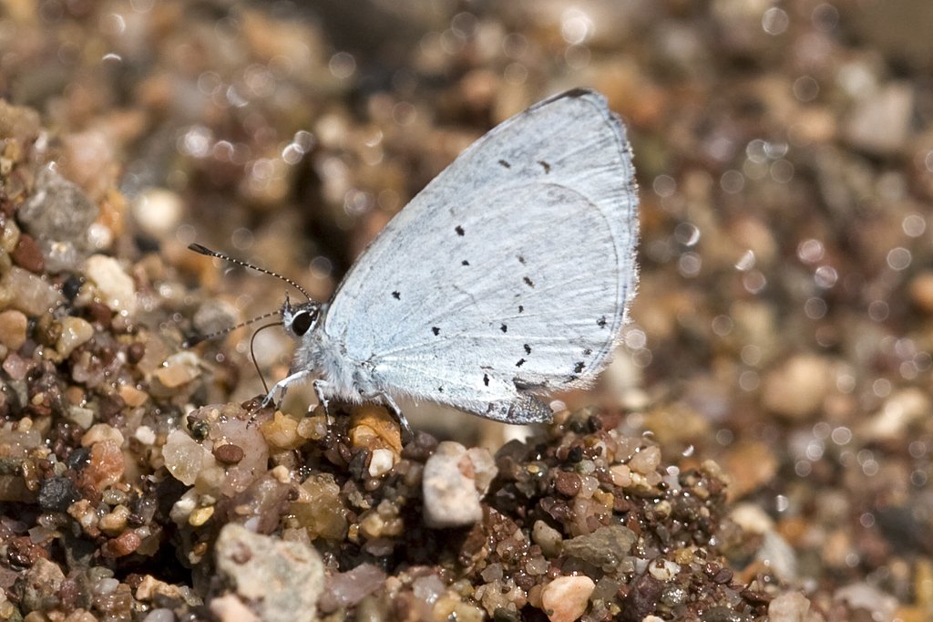 Lycaenidae, Faulbaum Bluling, Celastrina argiolus, 19.06.2007, Olot, Spanien