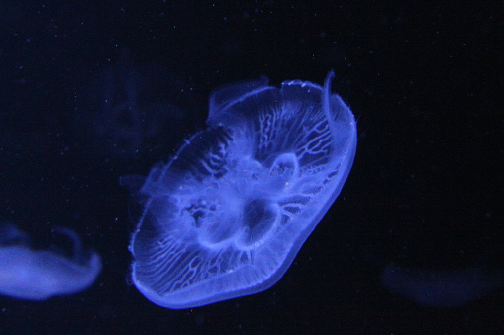 m UV-Licht schwimmende Ohrenqualle (Aurelia aurita) am 12.3.2010 im Zooaquarium Berlin.