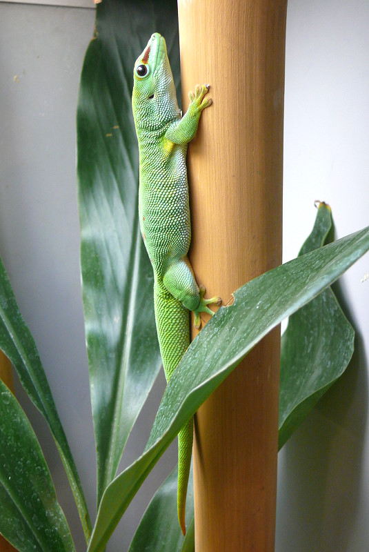 Madagassischer Taggecko am 12.06.2009 in Wilhelma/Stuttgart