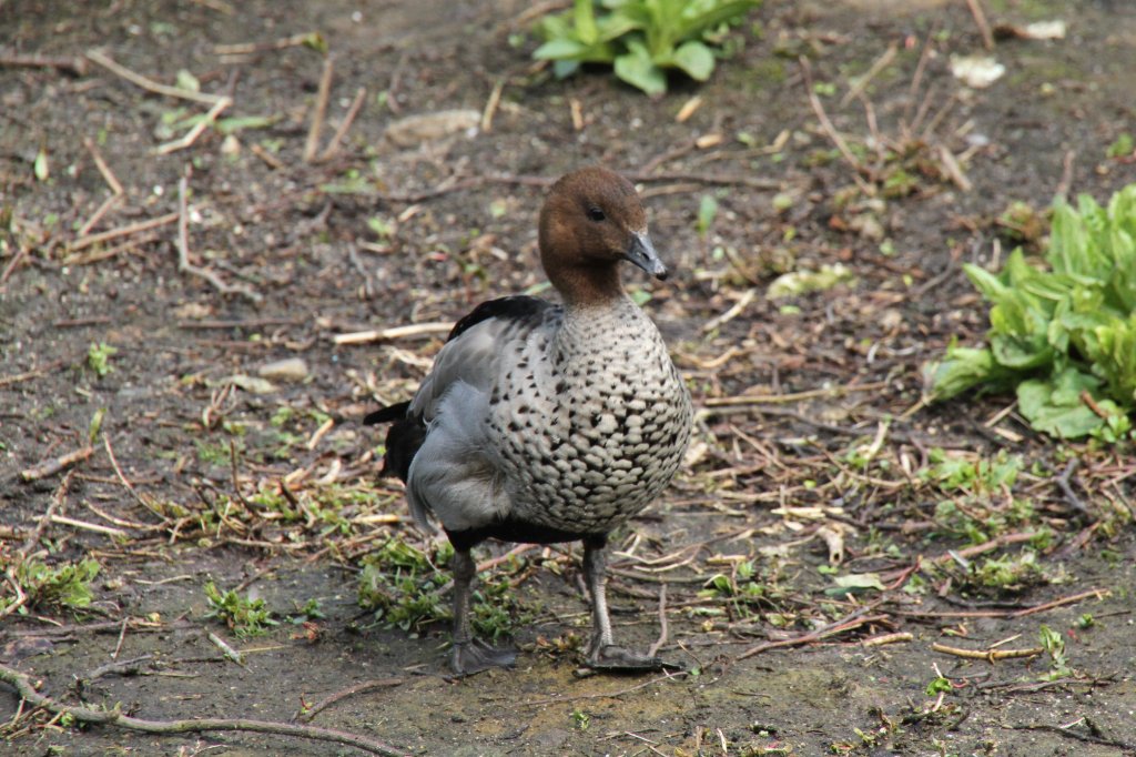 Mhnenente oder auch Mhnengans (Chenonetta jubata) am 14.4.2010 im Vogelpark Dielheim-Balzfeld. Diese Gans ist die einzige ihrer Gattung und stammt aus Australien und Tasmanien.
