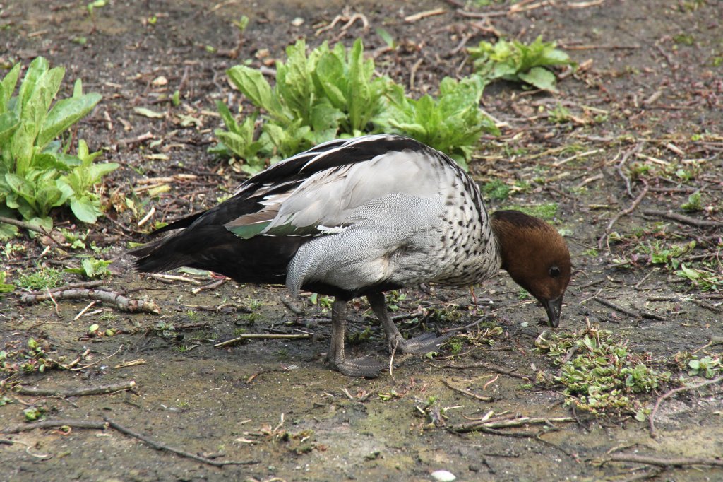 Mhnenente oder auch Mhnengans (Chenonetta jubata) am 14.4.2010 im Vogelpark Dielheim-Balzfeld.