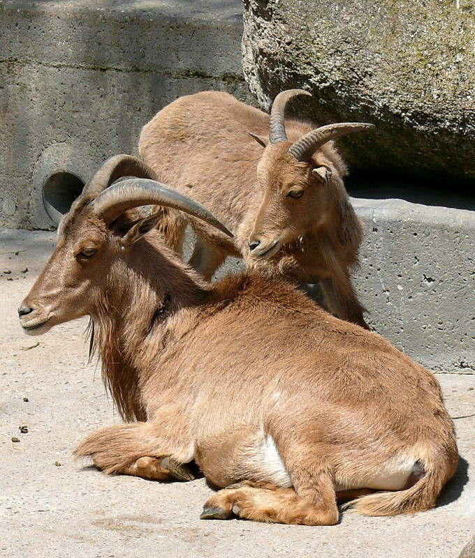 Mhnenschaaf am 12.06.2009 in Wilhelma/Stuttgart