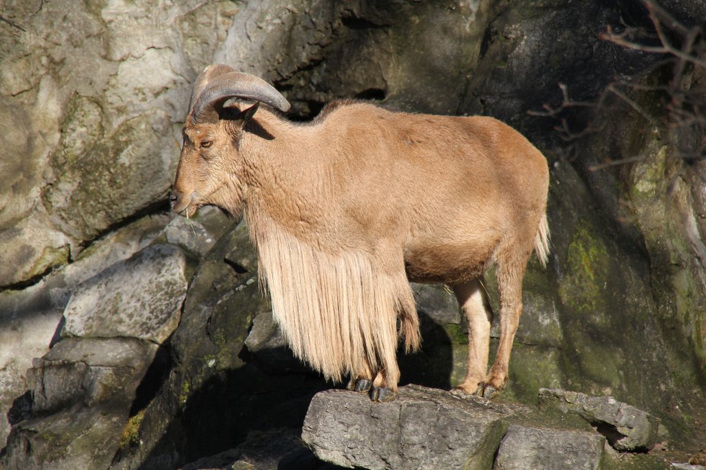 Mhnenspringer oder auch Mhnenschaf (Ammotragus lervia) am 25.2.2010 im Zoologischen Garten Berlin.
