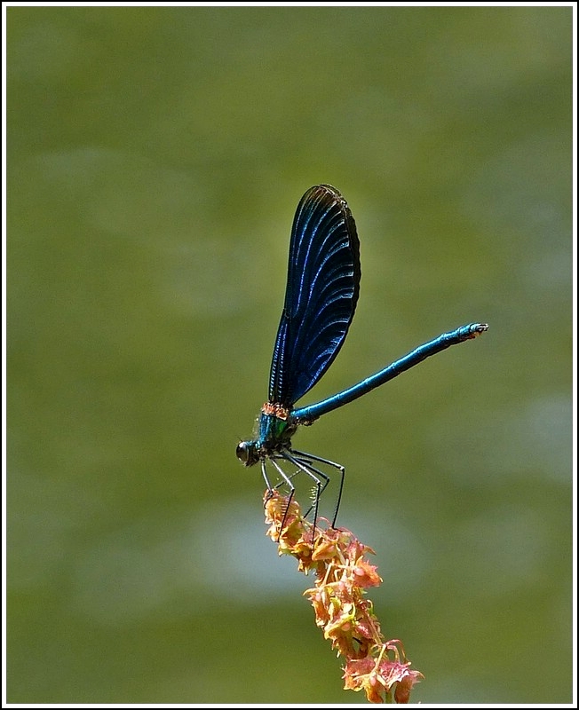 Mnnchen der Blauflgel-Prachtlibelle (Calopteryx virgo) aufgenommen am 26.07.2012.  (Jeanny)