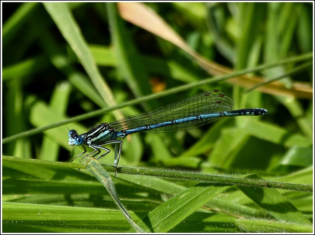 Mnnchen des Blauen Federlibelle (Platycnemis pennipes). 25.07.2012 (Hans)