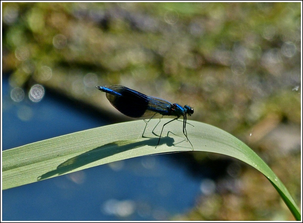 Mnnchen der Gebnderten Prachtlibelle (Calopteryx splendens) aufgenommen am 25.07.2012.  (Jeanny)