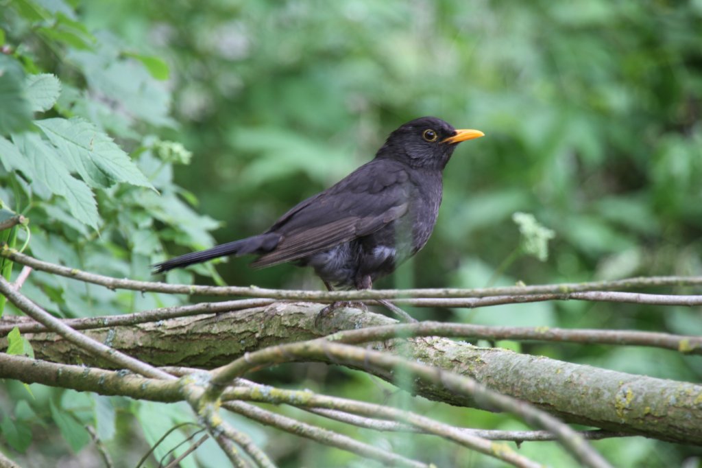 Mnnliche Amsel (Turdus merula) am 22.6.2010 auf dem Gelnde des Leintalzoos.