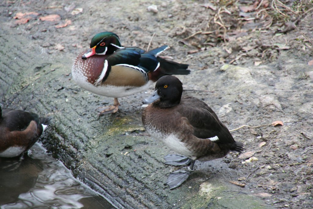 Mnnliche Brautente (Aix sponsa) und weibliche Reiherente (Aythya fuligula) am Teichrand. 13.12.2009 Tierpark Berlin.