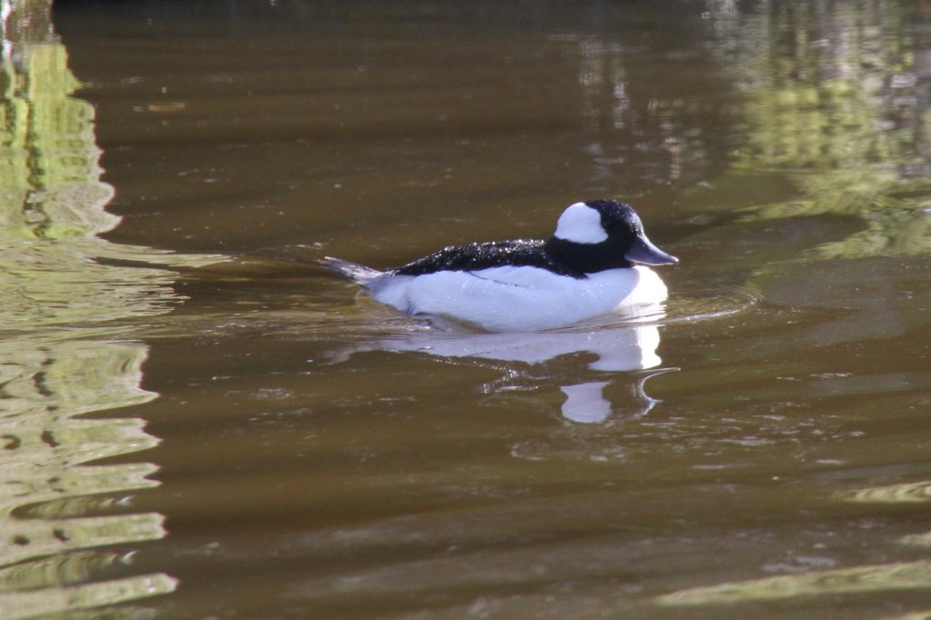 Mnnliche Bffelkopfente (Bucephala albeola) im Tierpark Berlin.