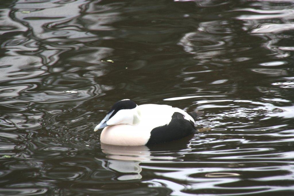 Mnnliche Eiderente (Somateria mollissima) am 13.12.2009 im Tierpark Berlin.