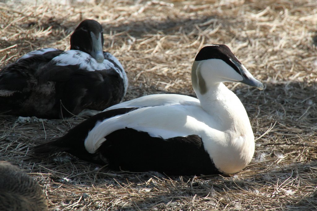 Mnnliche Eiderente (Somateria mollissima) im Tierpark Berlin.