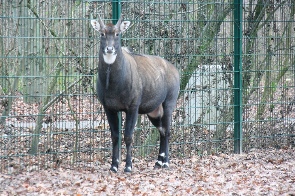 Mnnliche Nilgauantilope (Boselaphus tragocamelus) am 13.12.2009 im Tierpark Berlin.