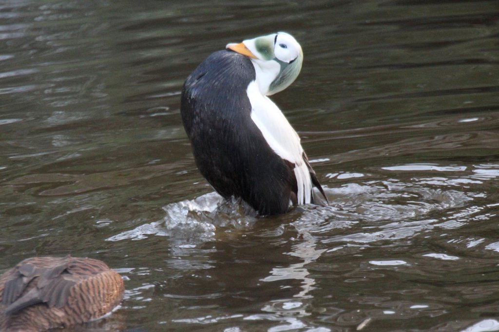 Mnnliche Plschkopfente (Somateria fischeri) bei der Balz. Tierpark Berlin am 18.4.2010.