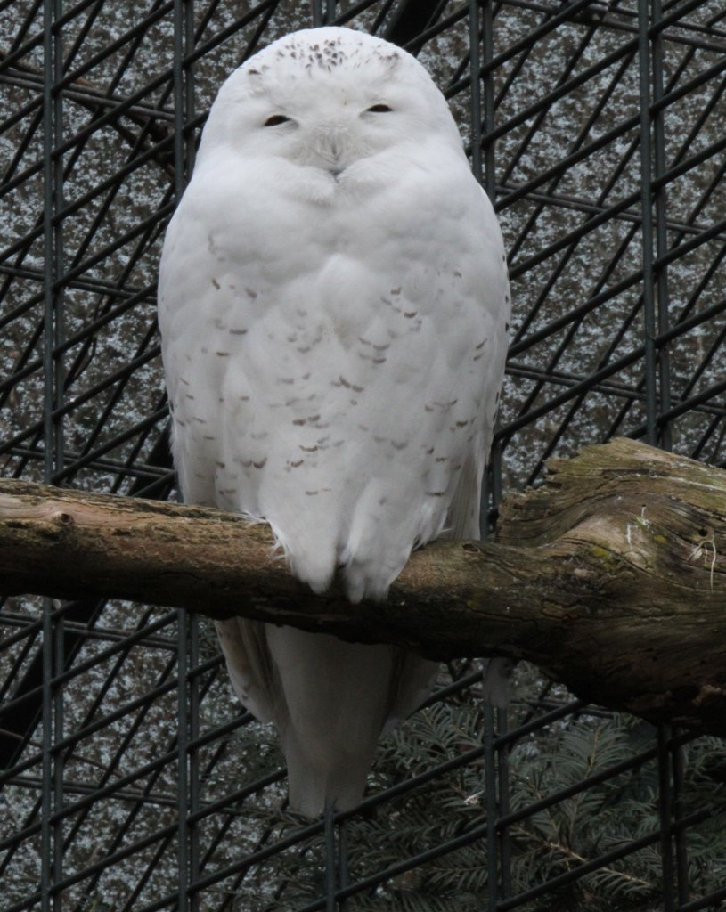 Mnnliche Schneeeule (Bubo scandiacus) am 9.2.2010 im Zoo Karlsruhe. Die Krallen sind vor lauter Federn nicht mehr zu sehen.
