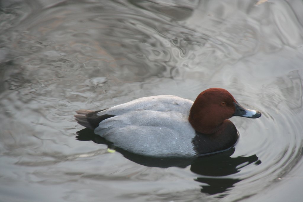 Mnnliche Tafelente (Aythya ferina) am 7.12.2009 im Zoo Dresden.